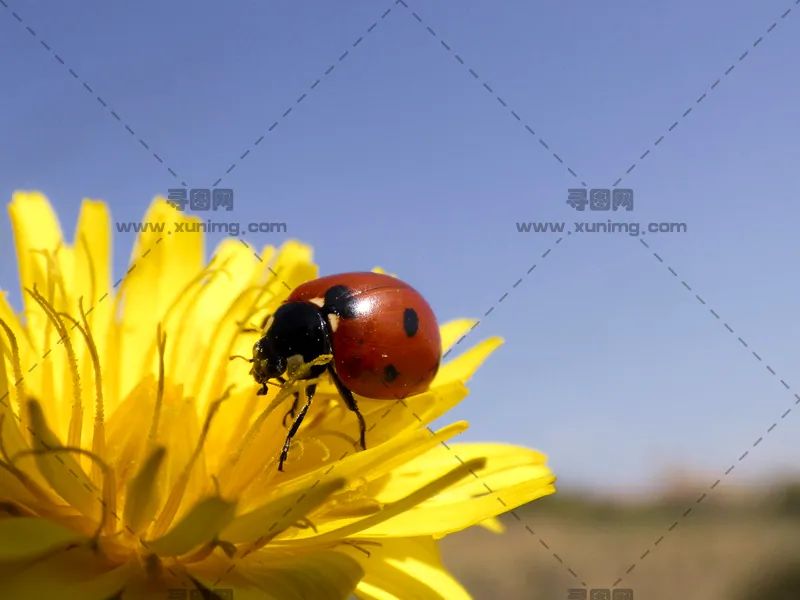 自然元素图片，特写展示瓢虫栖息在花瓣上预览图