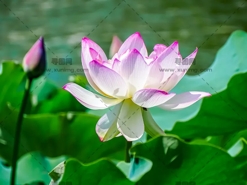 自然图片，优雅盛放的荷花场景预览图