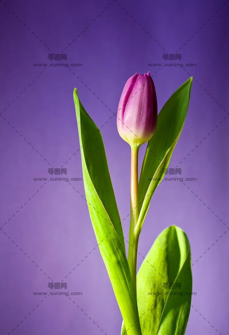郁金香植物背景图片，优雅特写预览图