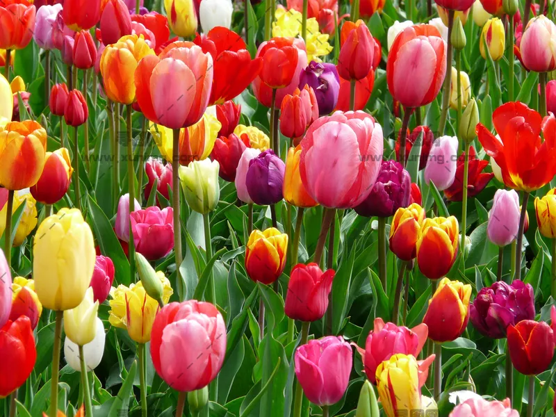 郁金香花坛里的郁金香预览图