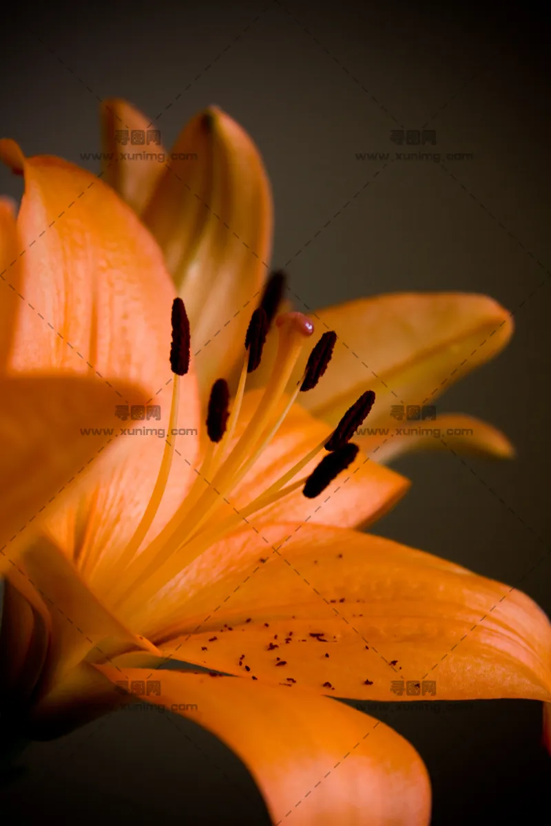 百合花预览图