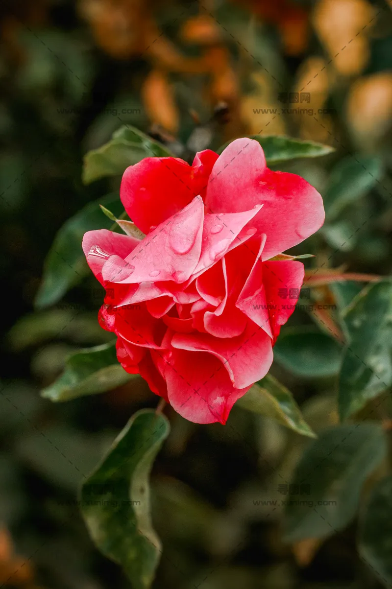 山茶花花瓣优雅高清特写图片背景图，为设计提供精美素材预览图