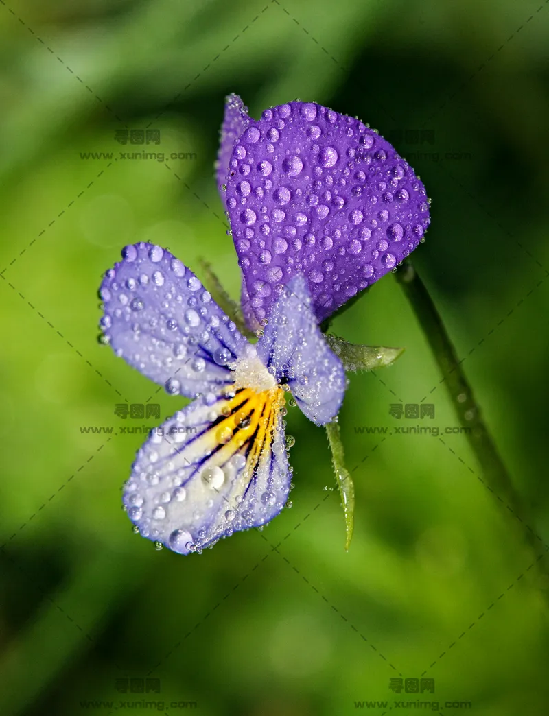 三色堇花瓣优雅现代高清特写背景图，清新雅致的视觉享受预览图