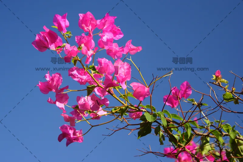 叶子花（三角梅）艳丽繁茂高清图，感受热烈绽放预览图