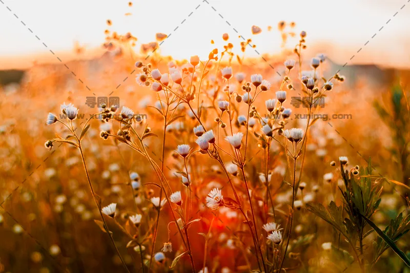 花朵特写与夕阳对比自然风景图预览图