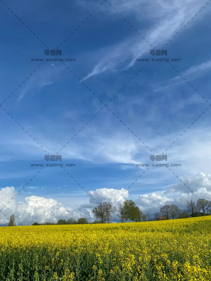 多云天空下花田优雅盛放风景图预览图