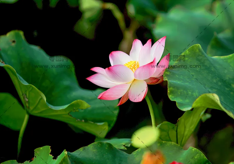 自然优雅逼真莲花背景图预览图