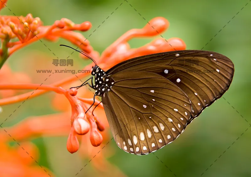 自然场景中优雅蝴蝶停在花瓣上的特写图片预览图