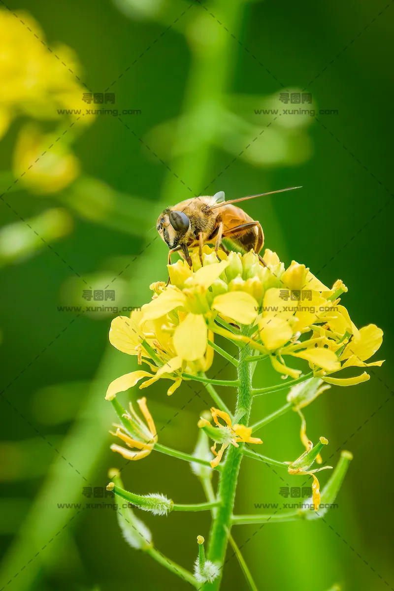 蜜蜂与花朵图：优雅和谐的生动特写预览图