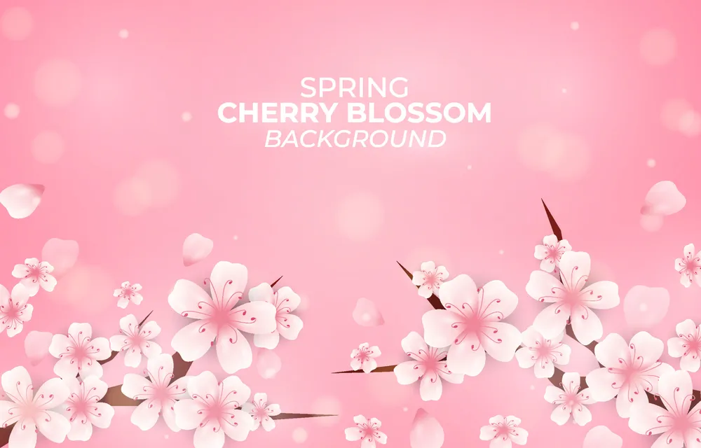 Background of Spring Cherry Blossom