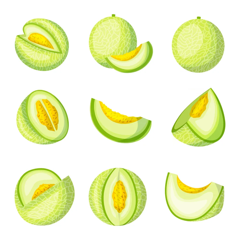 Melon Fruits Icon Collection