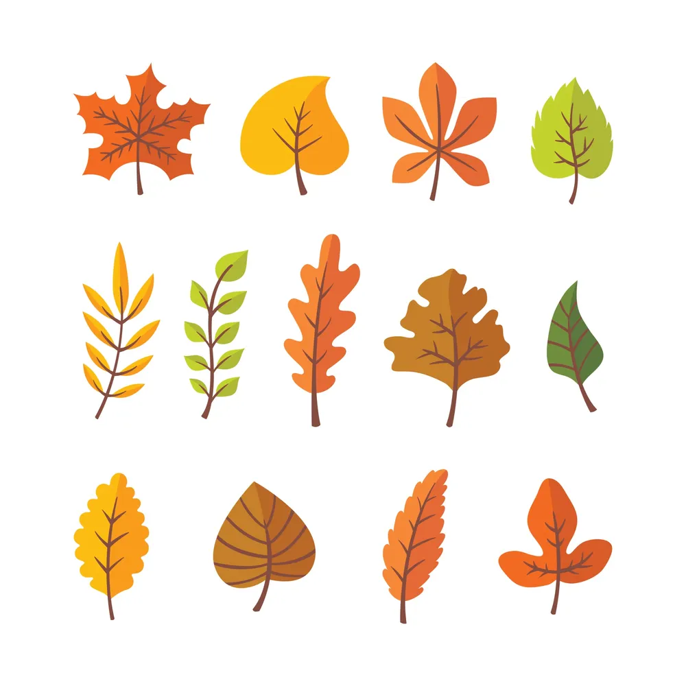 Collection of Different Autumn Leaves