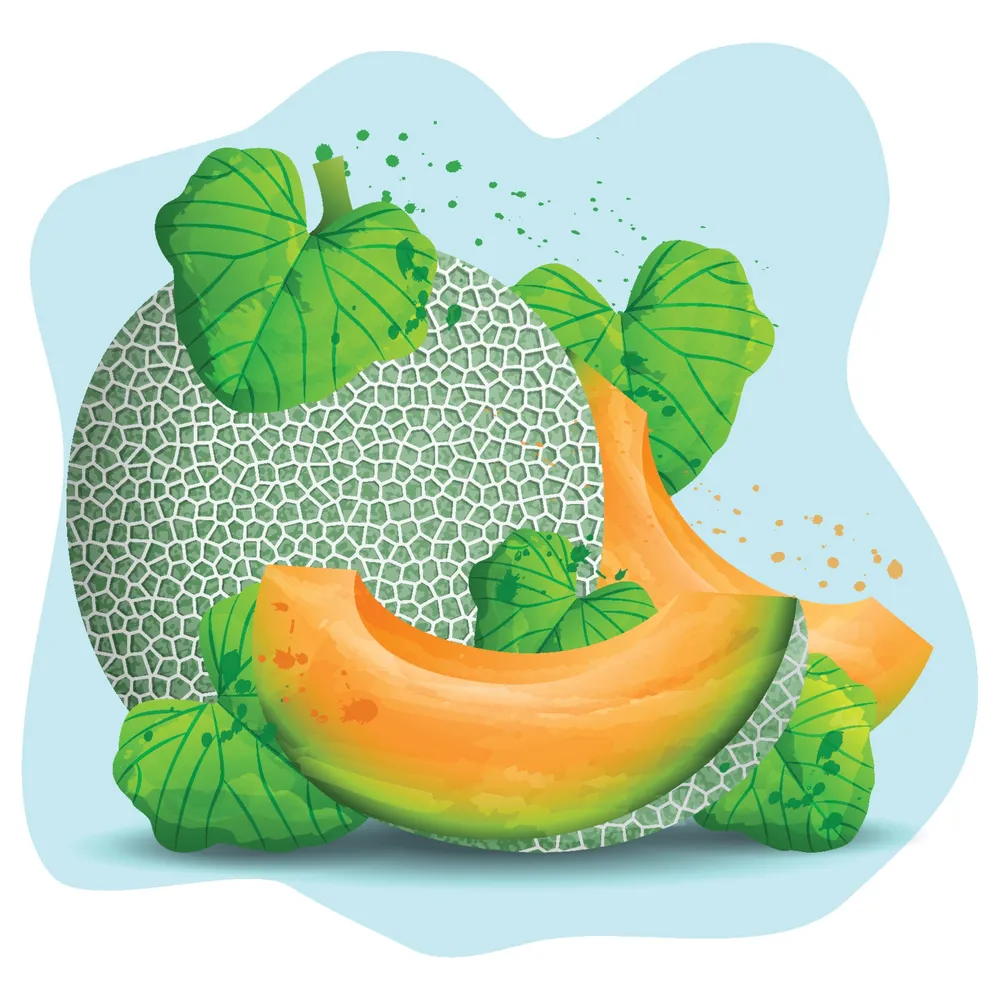 Sliced of Fresh Melon