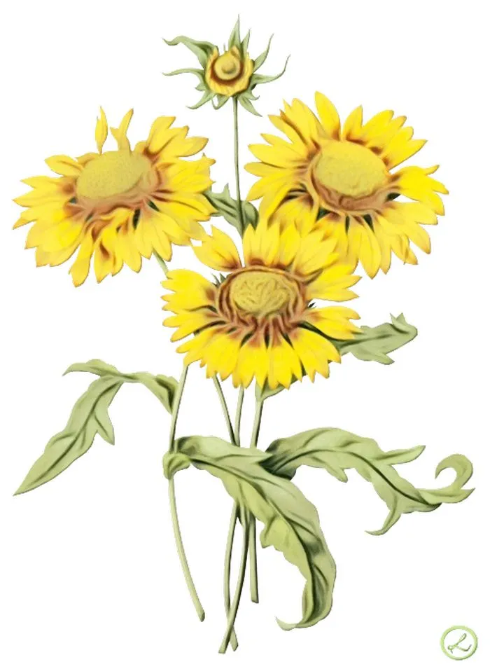 向日葵花束插画PNG免抠素材8预览图