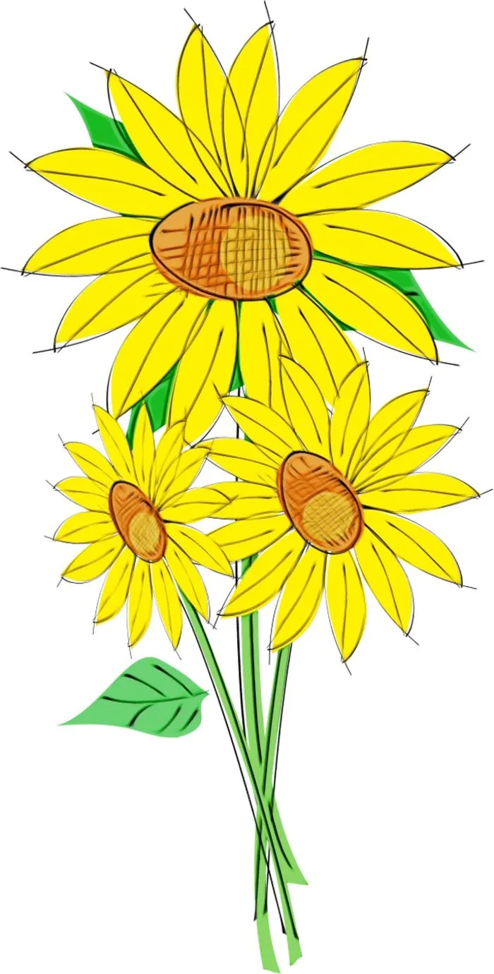 明亮黄色向日葵插画PNG免抠图预览图