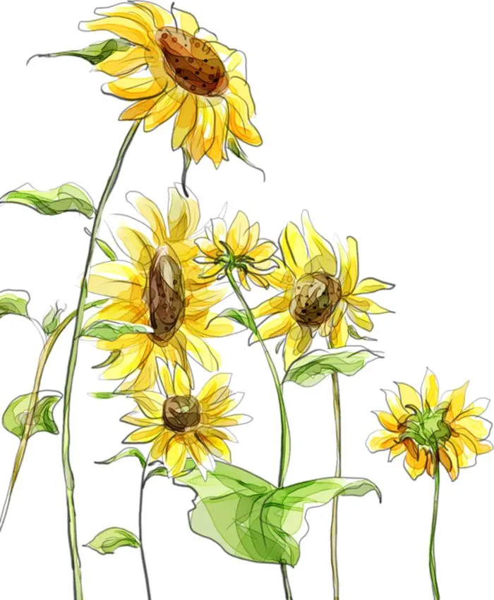 黄色向日葵插画PNG免抠图预览图