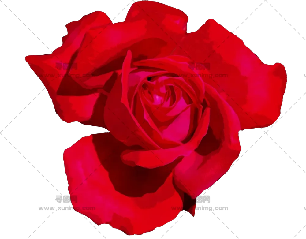 美丽红色玫瑰花插画PNG免抠图预览图