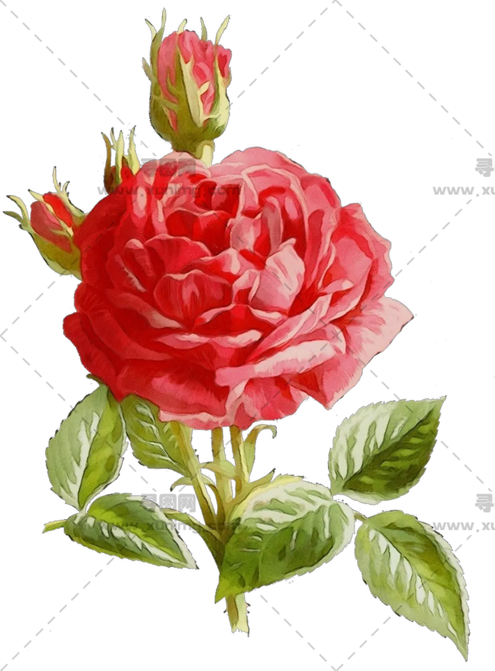 写实红色玫瑰花插画PNG免抠图预览图