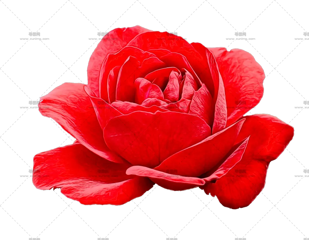 红色玫瑰花植物插画PNG免抠图预览图