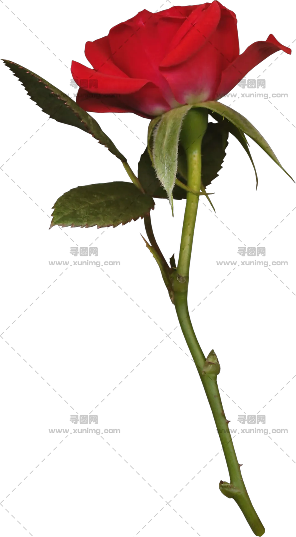 优雅红色玫瑰花和花茎PNG免抠图预览图