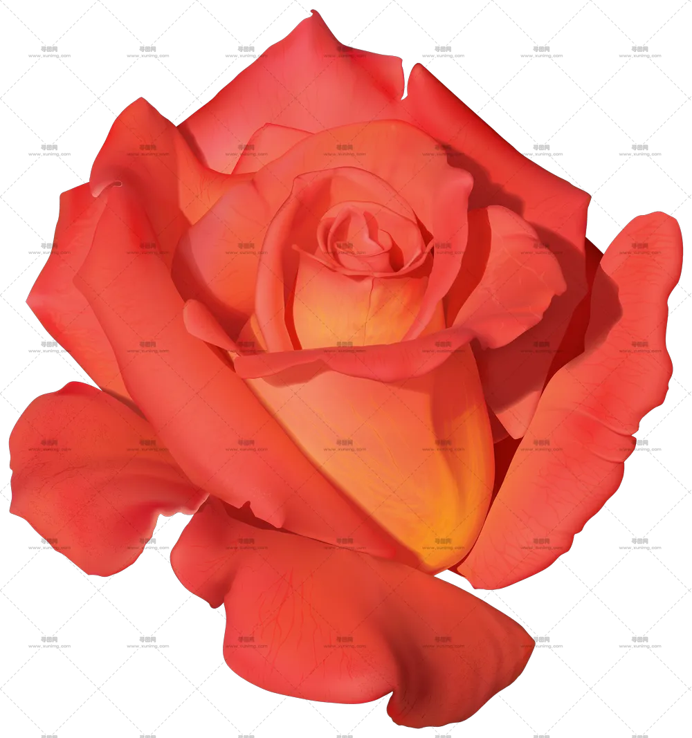 美丽红色玫瑰花和鲜艳花瓣PNG免抠图预览图