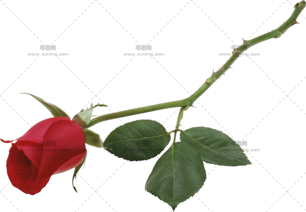 红色玫瑰花和绿茎PNG免抠图预览图