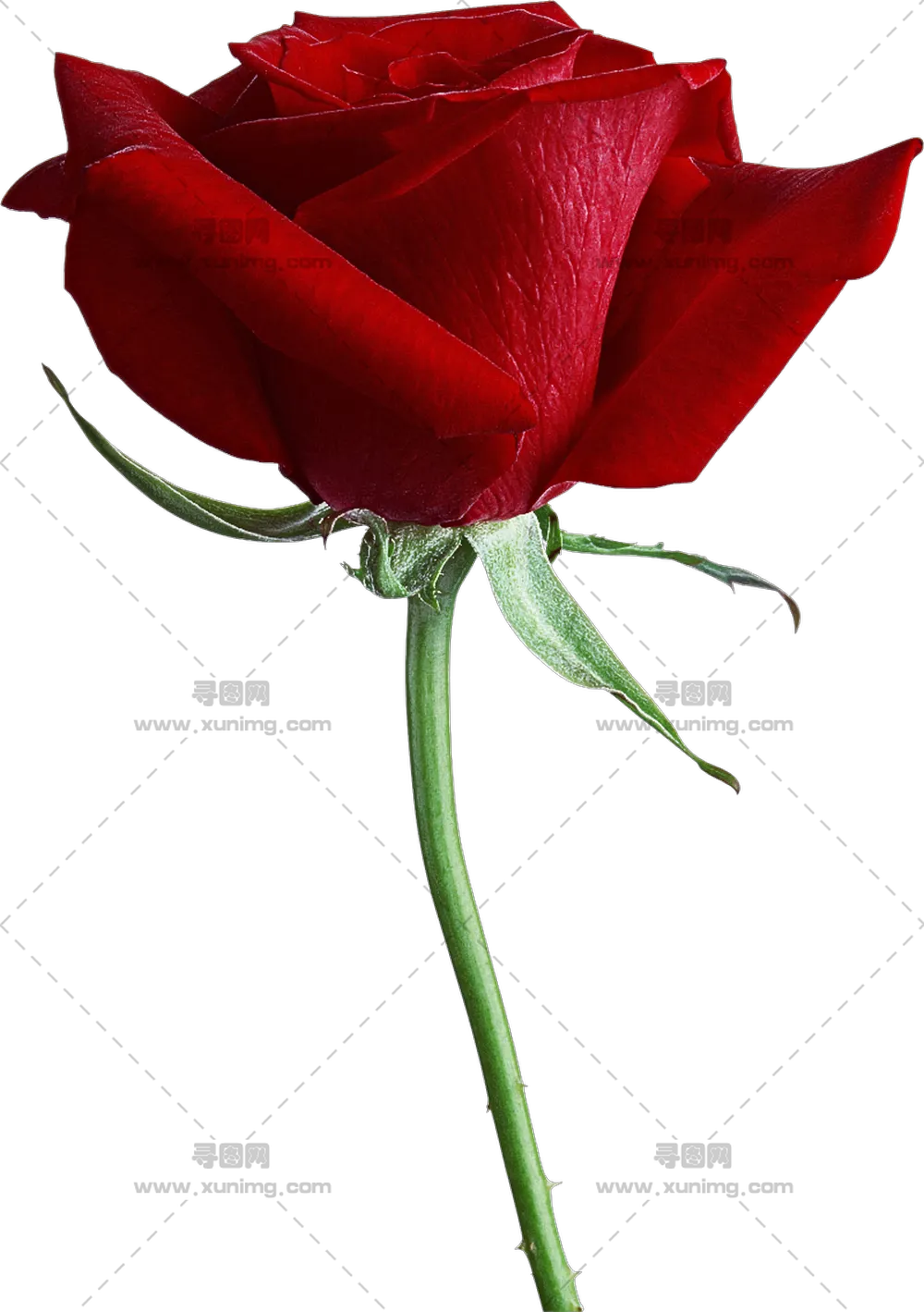 美丽红色玫瑰花和花茎PNG免抠图预览图