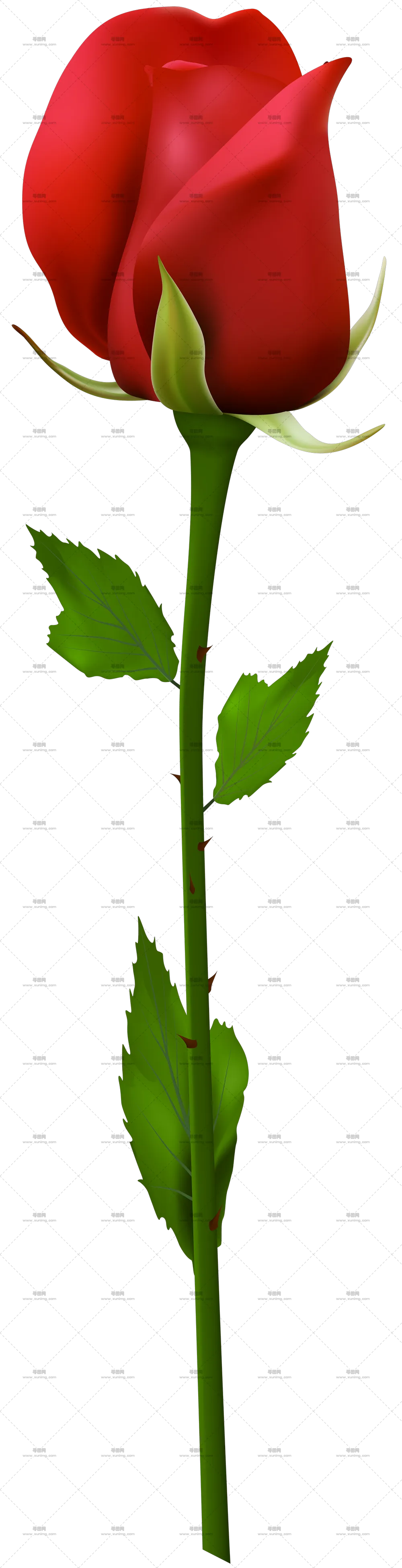 单茎红色玫瑰花PNG免抠图预览图