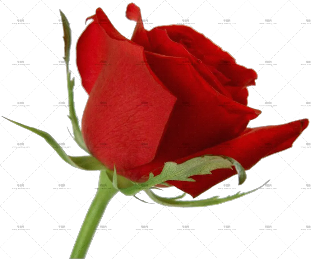 红色玫瑰花和绿茎PNG免抠图预览图