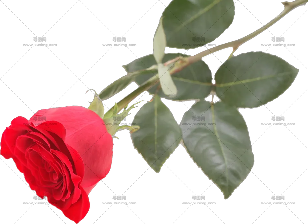 浪漫花卉主题红色玫瑰花插画PNG免抠图预览图