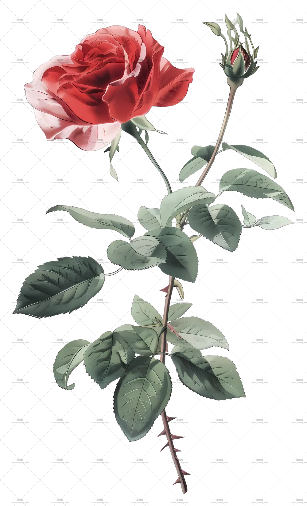 红色玫瑰花和绿叶PNG免抠图预览图