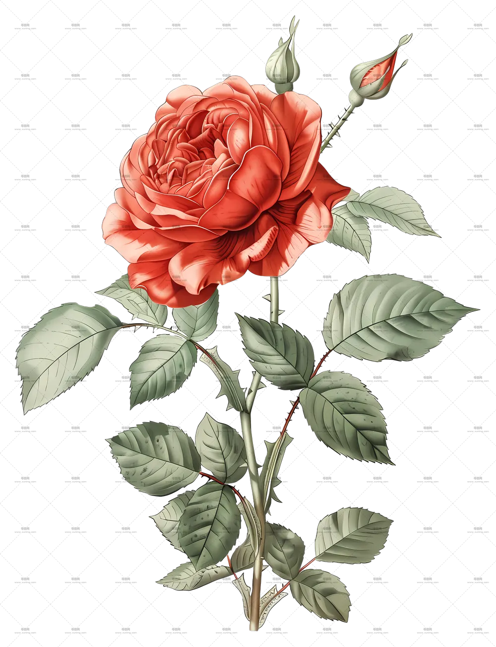 红色玫瑰花植物插画PNG免抠图预览图