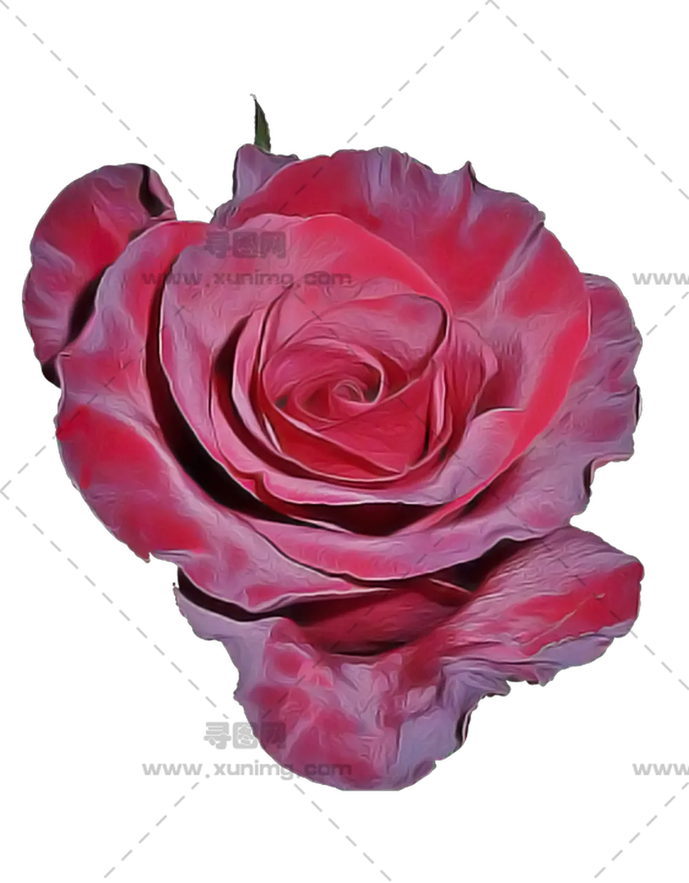 鲜艳红色玫瑰花插画PNG免抠图预览图