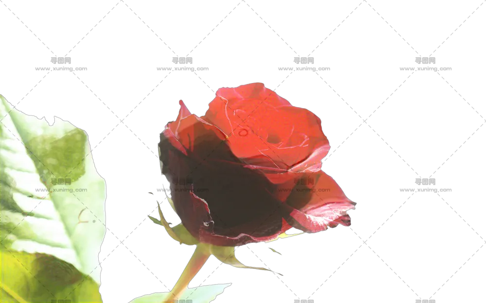 细节红色玫瑰花朵插画PNG免抠图预览图