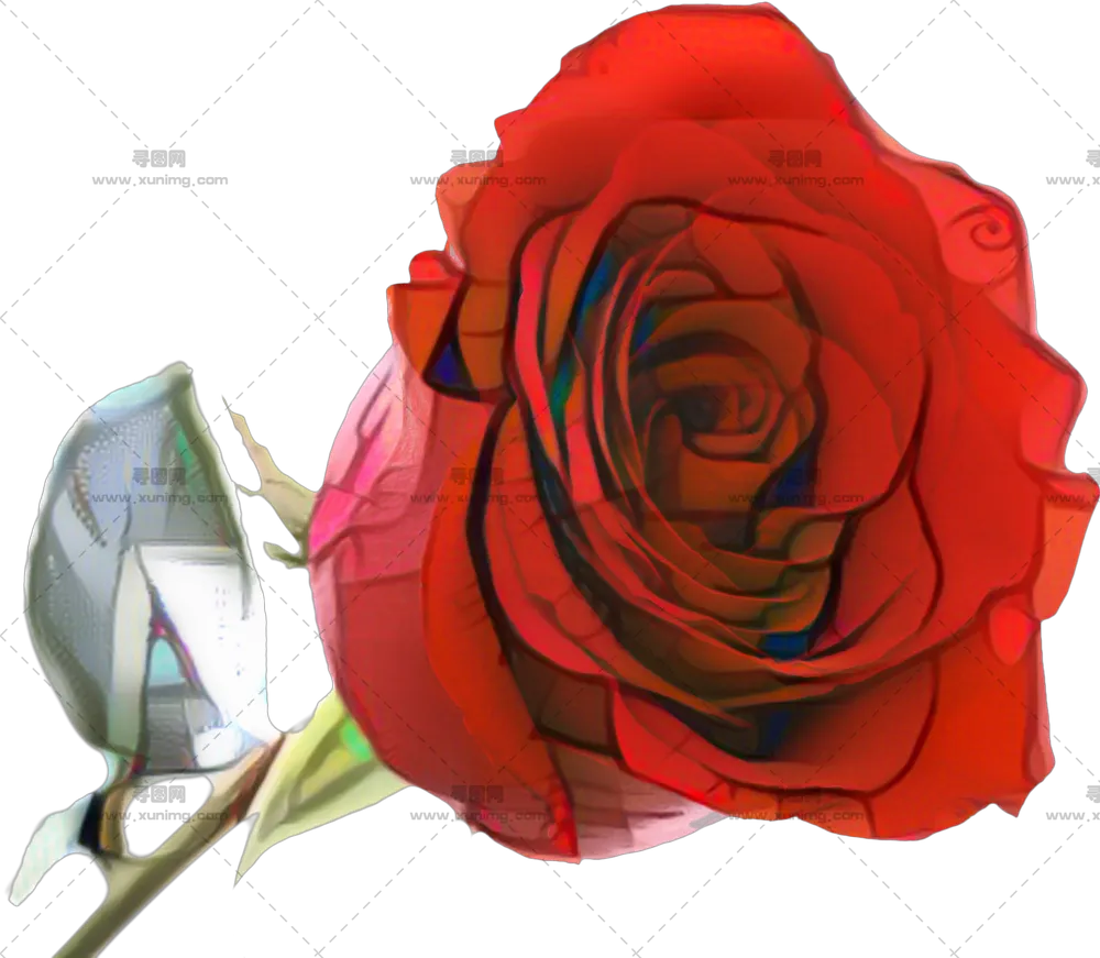 完全盛开红色玫瑰花特写PNG免抠图预览图