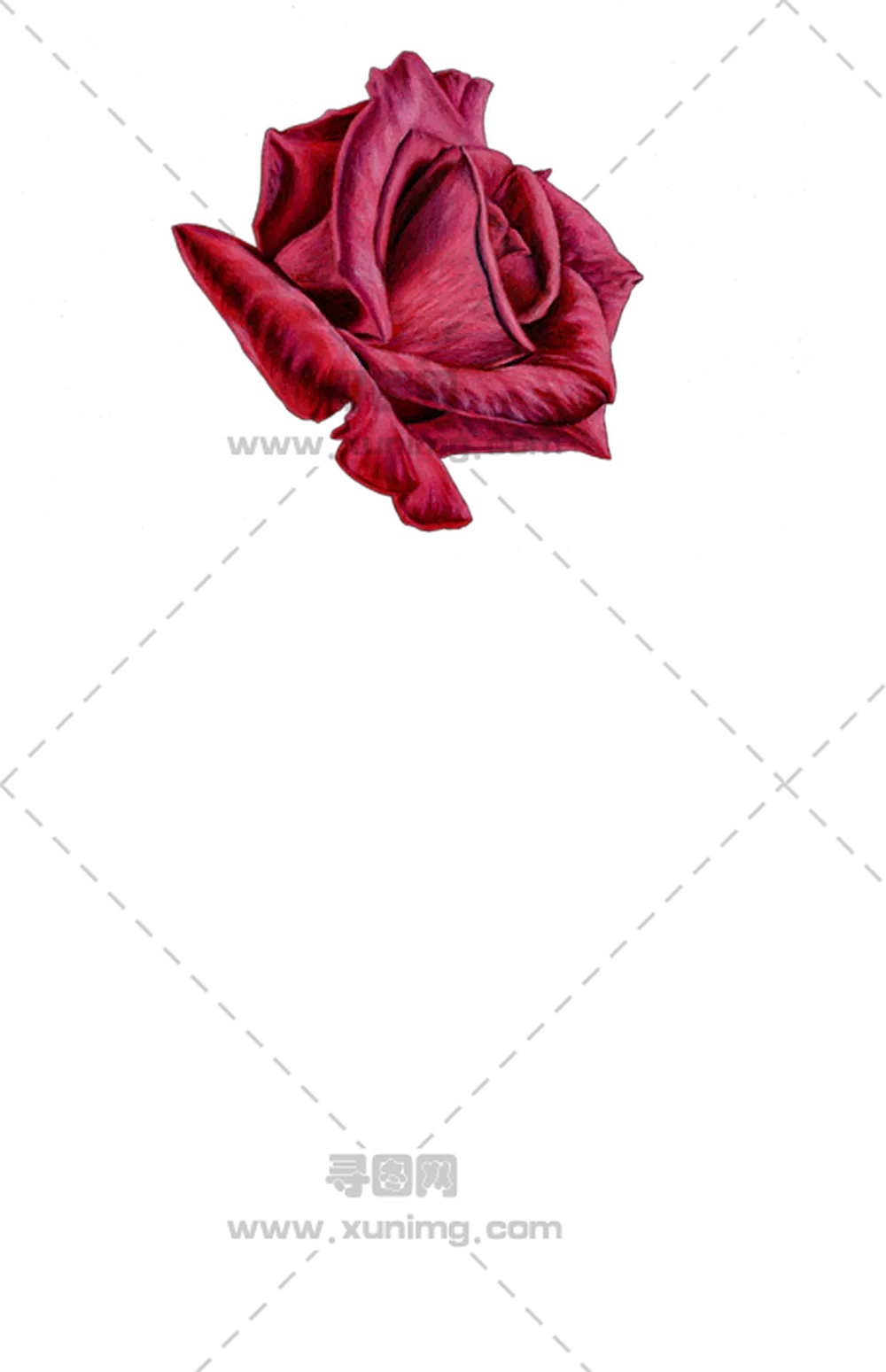 红色玫瑰花和美丽花瓣PNG免抠图预览图