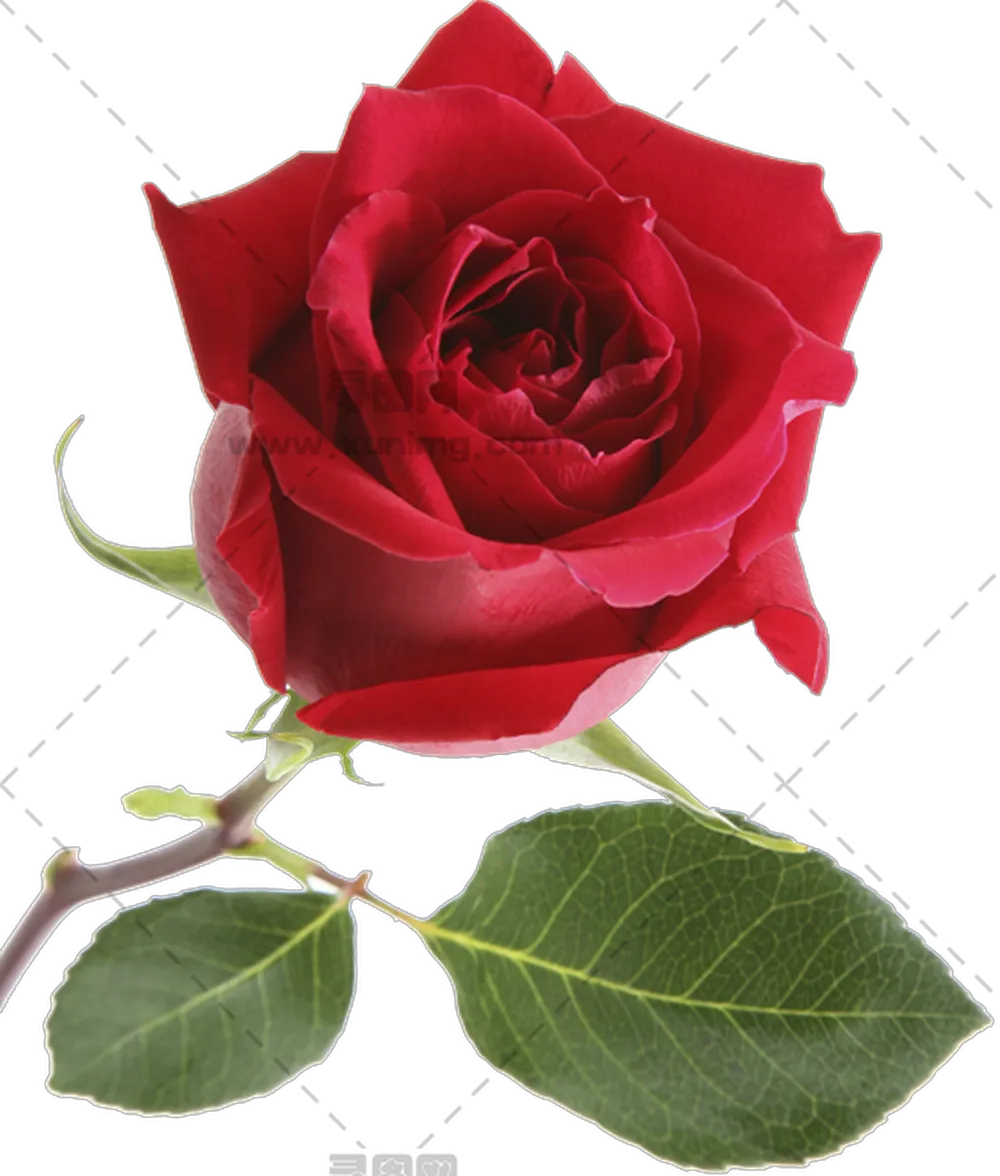 红色玫瑰花插画PNG免抠图预览图