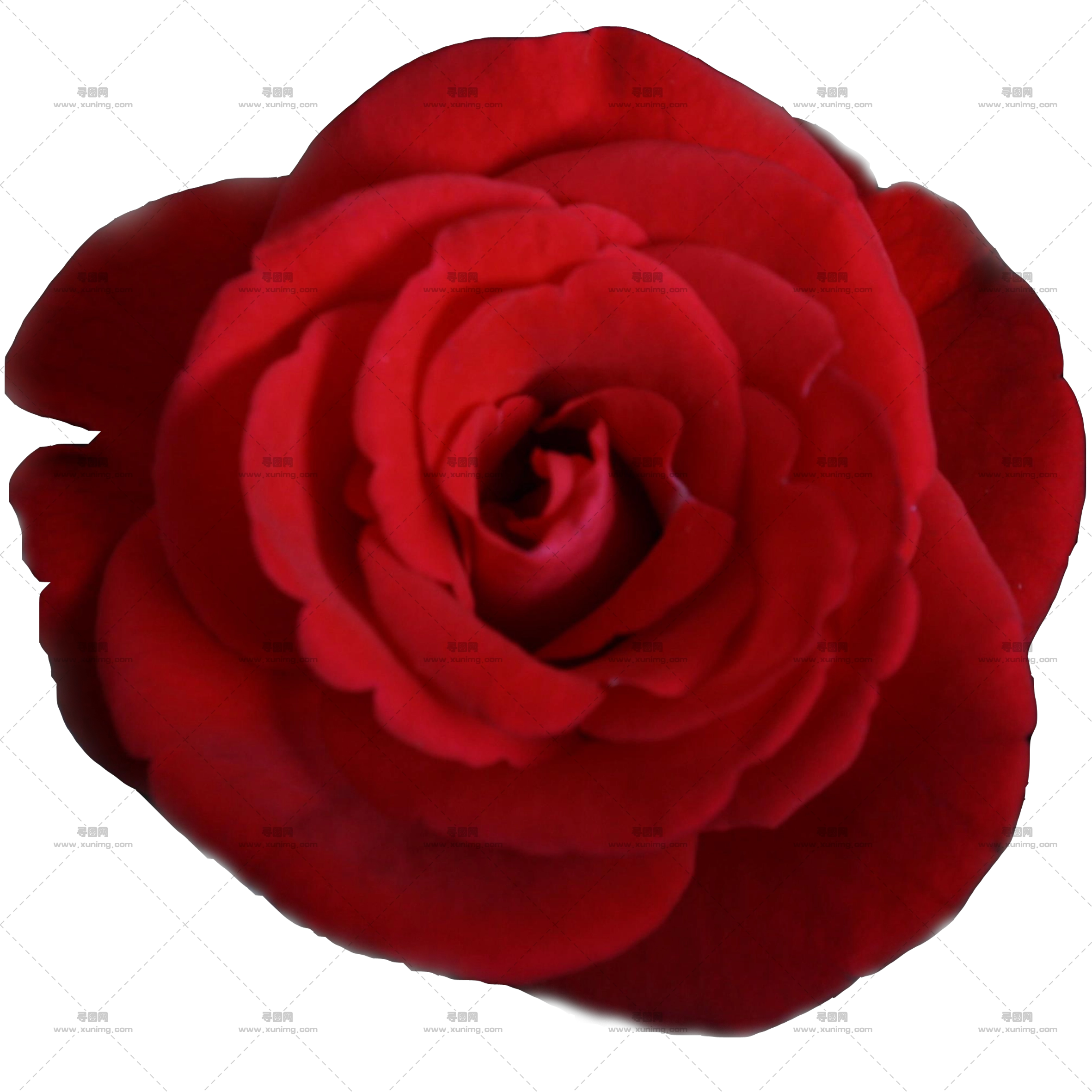 美丽深红玫瑰花PNG免抠图预览图