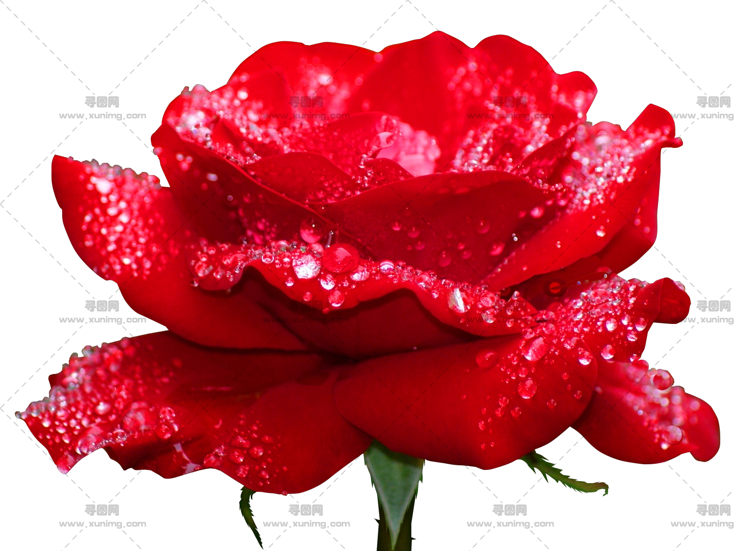 带露珠红玫瑰PNG免抠图预览图