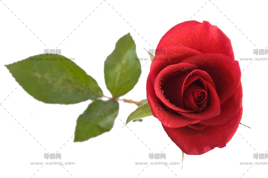 浪漫场合美丽红玫瑰PNG免抠图预览图