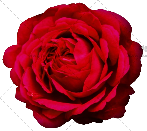 美丽红玫瑰花朵PNG免抠图预览图