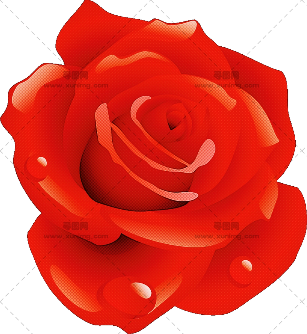 浪漫红玫瑰插画PNG免抠图预览图 浪漫红玫瑰插画PNG免抠图预览图