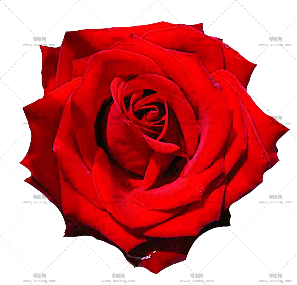 精细红玫瑰花朵设计PNG免抠图预览图 精细红玫瑰花朵设计PNG免抠图预览图