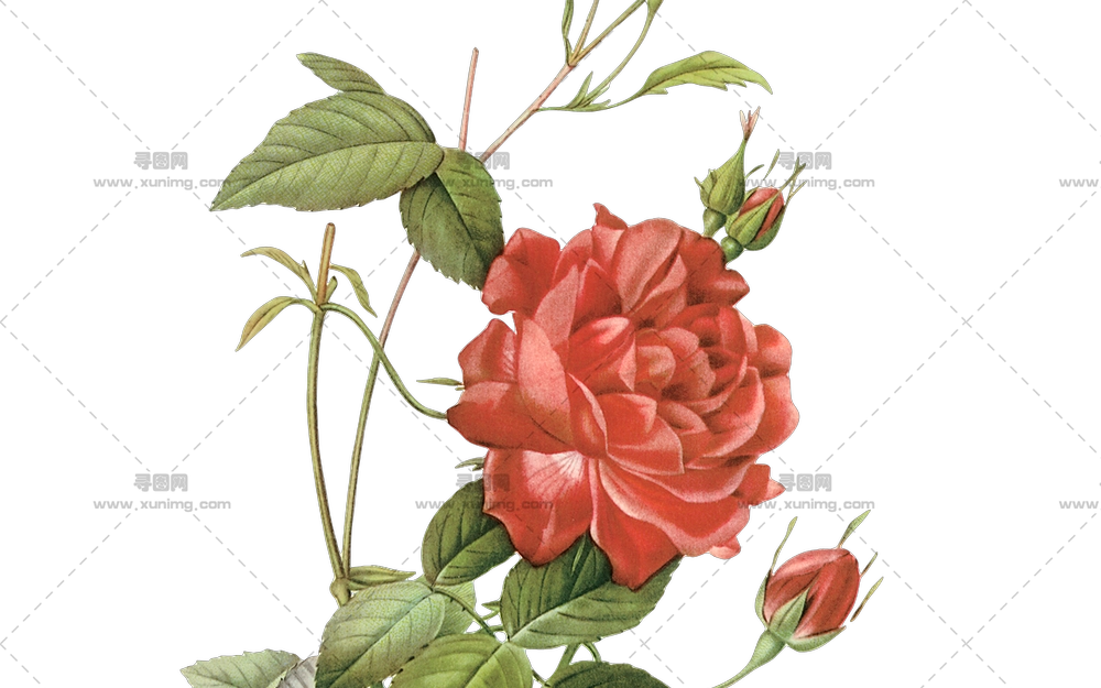 美丽红玫瑰插画PNG免抠图预览图