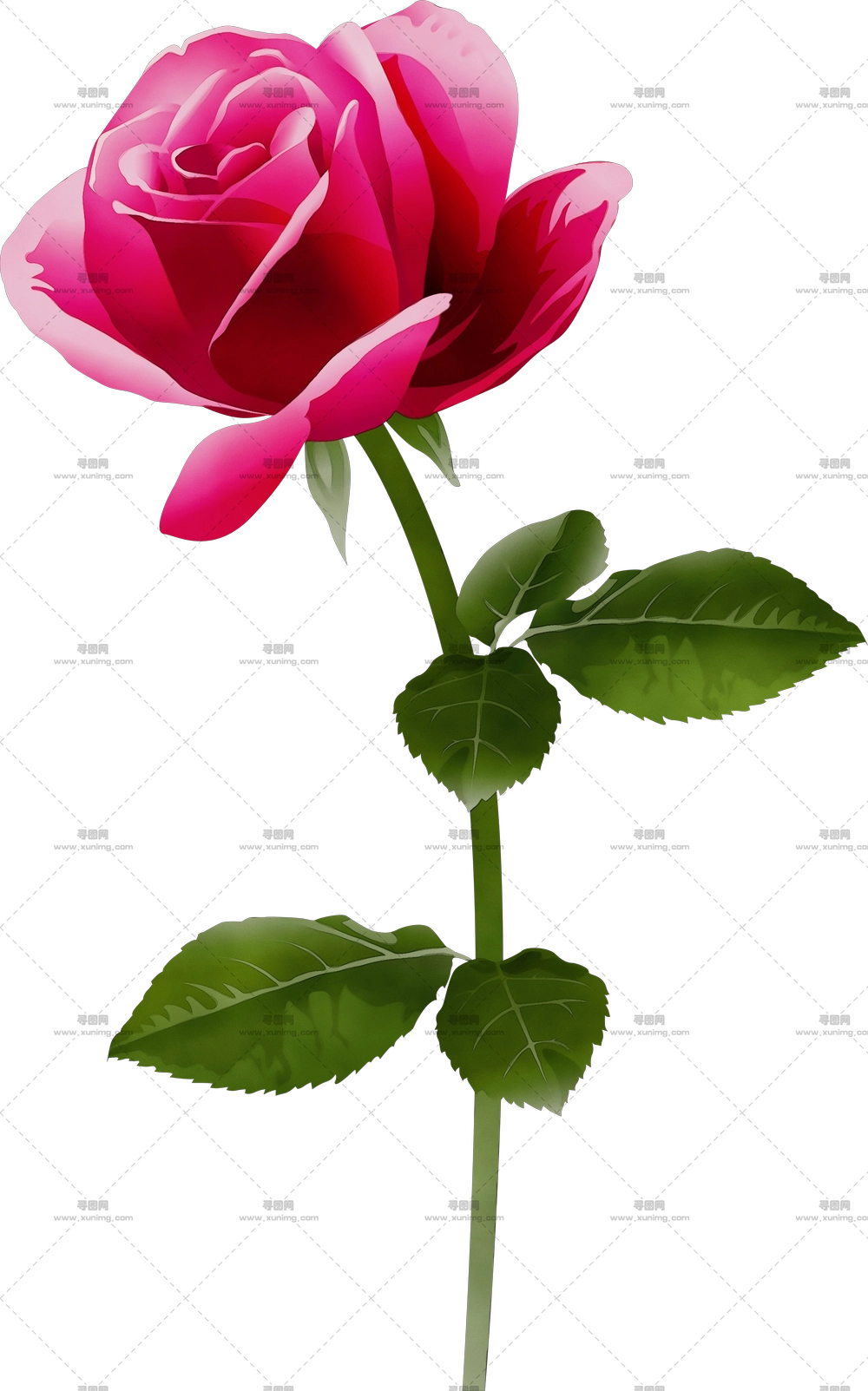 精细花瓣写实红玫瑰PNG免抠图预览图