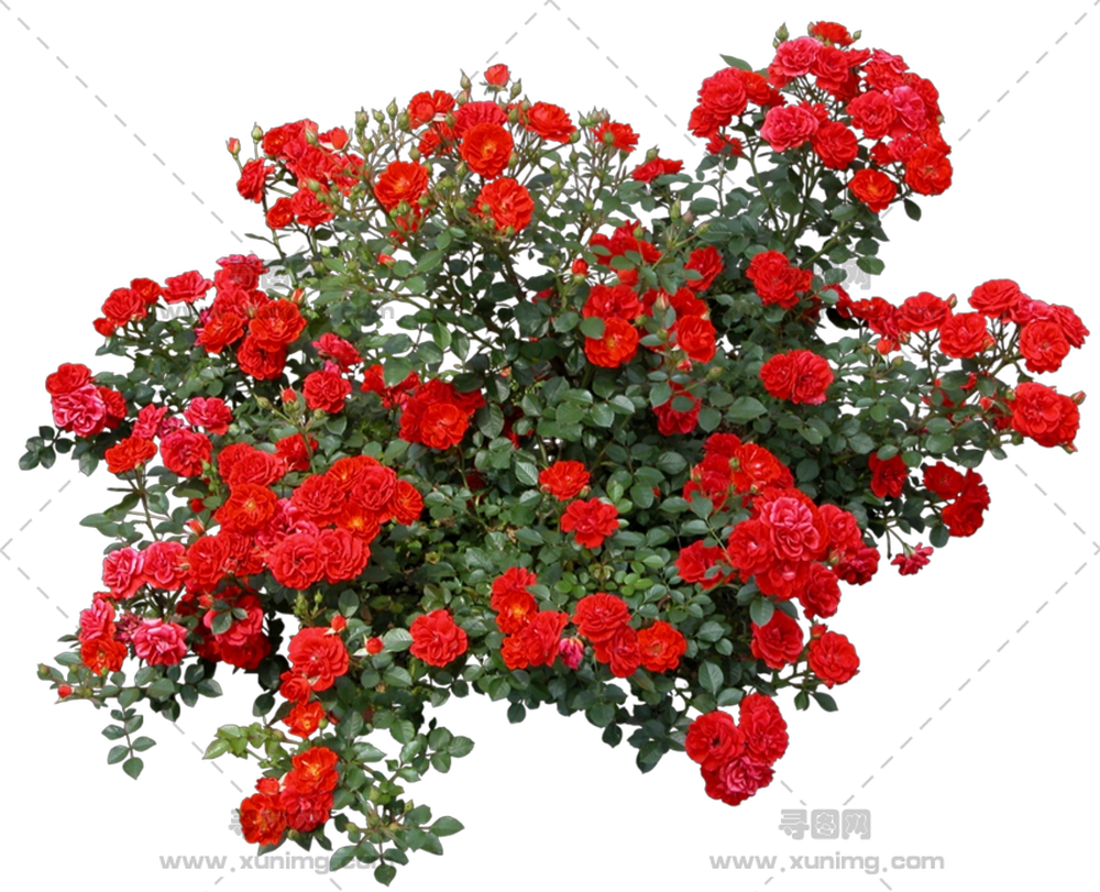 绽放花朵红玫瑰丛PNG免抠图预览图