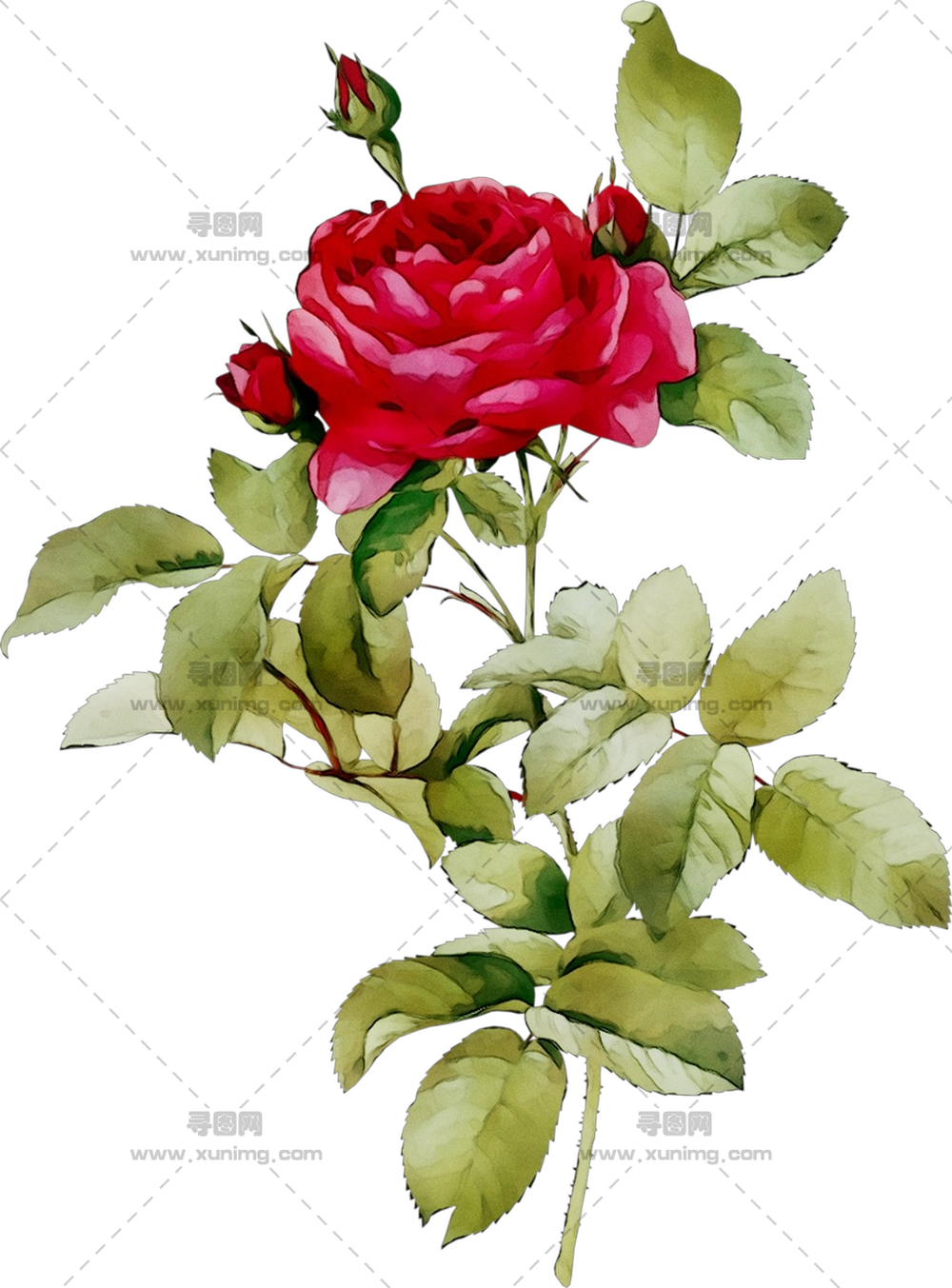 美丽红玫瑰花朵PNG免抠图预览图 美丽红玫瑰花朵PNG免抠图预览图