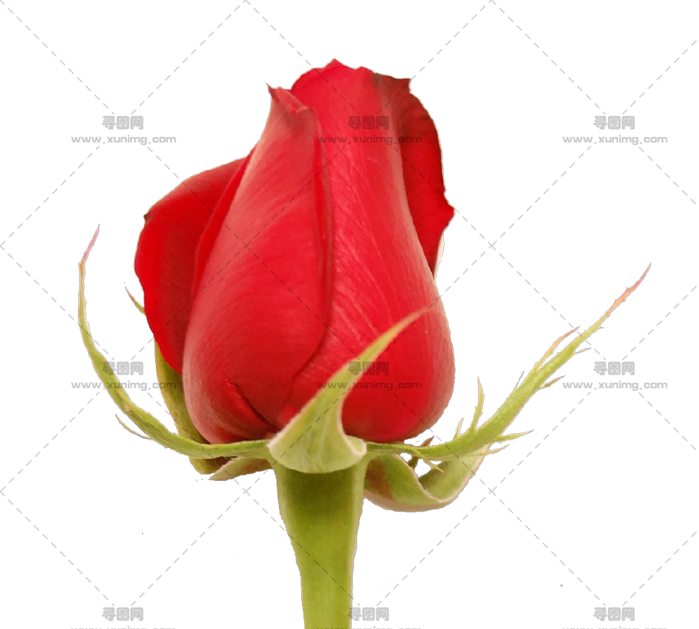 美丽红玫瑰花蕾PNG免抠图预览图