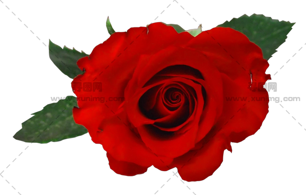 美丽绿叶红玫瑰PNG免抠图预览图
