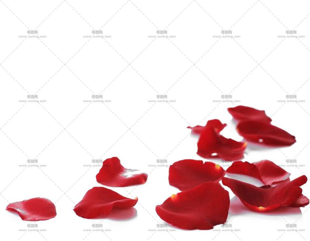 散落红玫瑰花瓣PNG免抠图预览图